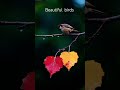 The most beautiful birds in the world 🌎#birds #beautiful #world #most #sparrow #asmr #birdsounds 🐦💐🌱