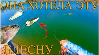 видео: Ловля пассивной форели в рыболовном клубе Язь картинка: Ловля пассивной форели в рыболовном клубе Язь