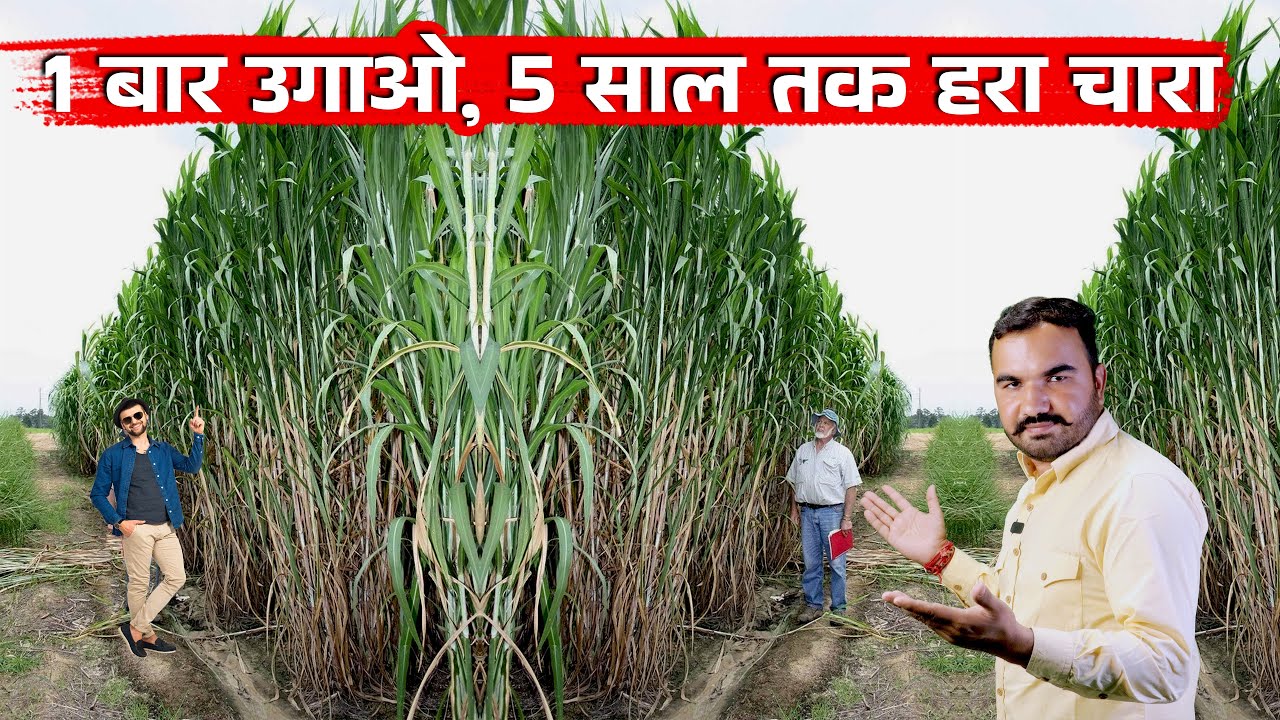 सालों साल चलने वाला हरा चारा | Napier Grass Farming | सुपर घास नेपियर से कमाओ लाखों 
