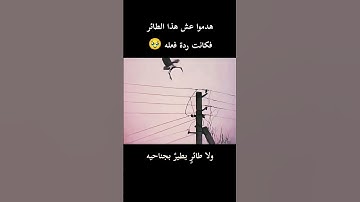 قرآن كريم سورة الأنعام اسلام صبحي