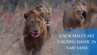 6 NEW MALES ATTACK NDHZENGA AND KAMBULA - LIONS OF SABI SAND EPISODE 30