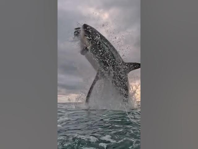 The HIGHEST JUMP Shark Attack  GREAT WHITE SHARK Attack