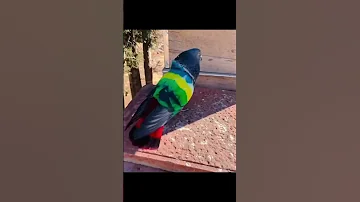 تهجين طيور الحمام وعلم الجينات حمام 805loft Pigeons 