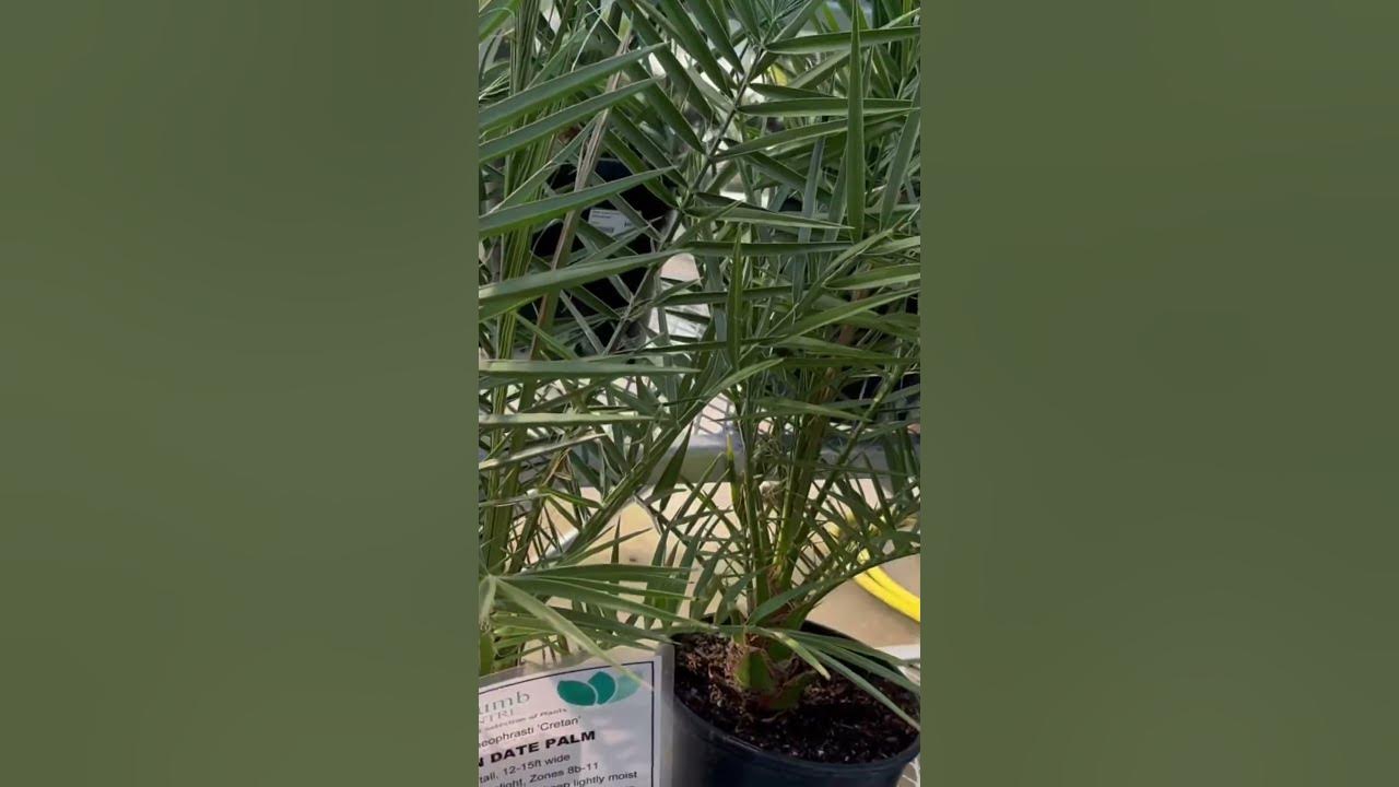 Palms Galore at Green Thumb Nursery Nanaimo! palmdaddy YouTube