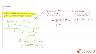 Bile Juice Contains No Digestive Enzymes, Yet Is Important For Digestion. Why? Cl 11 Dige...