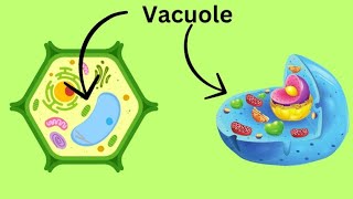 #vacuoles #tonoplast #storagehome