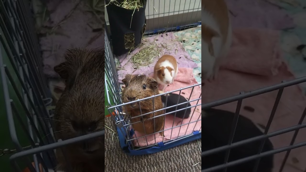 Curious piggies 