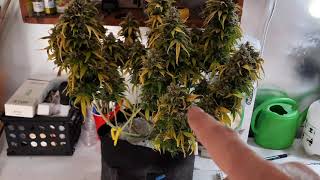 AutoFlower Grow Series 1 Update Harvest time again! #g13 #jackherer #freeinfo