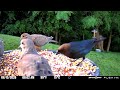 The birdseed feast carries on 6/15/26