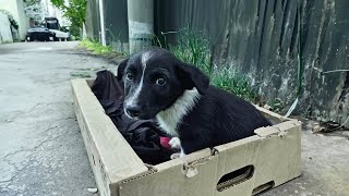 The puppy whimpered and watched each passerby, they ignored him with crushed paws