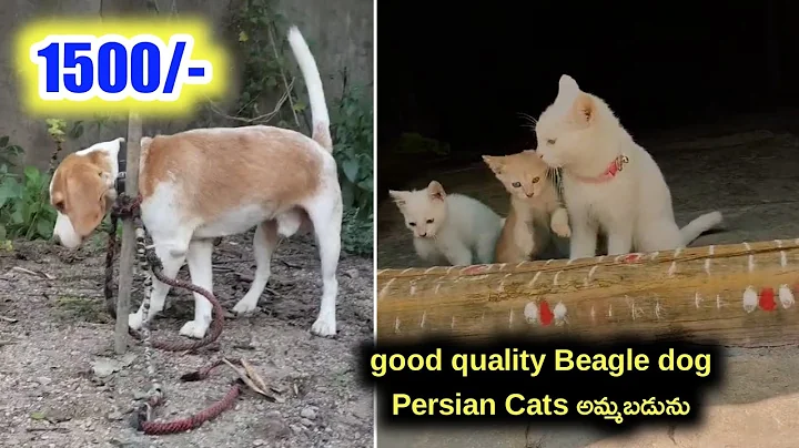 Video 11790331: quality persian cat, persian cat dog, persiancat, pets