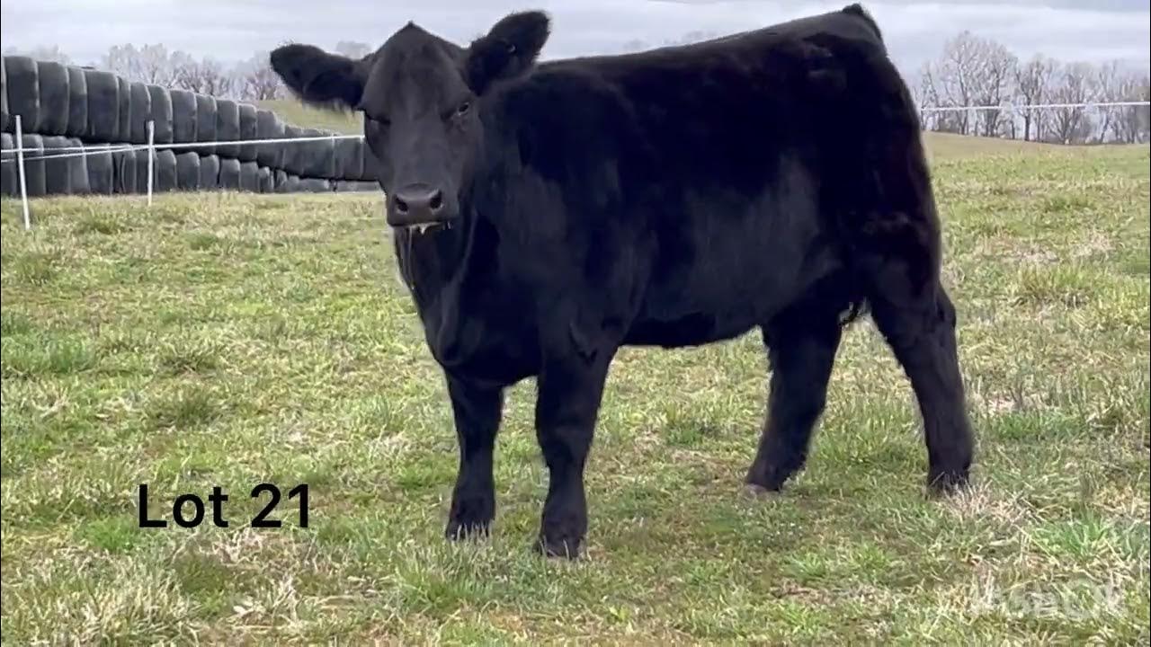 Lot 21 Ohio Beef Expo Simmental Sale YouTube