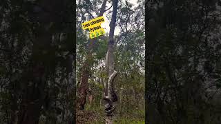 Eastern Carpet Python Climbing Tree 🐍🐍😮😮