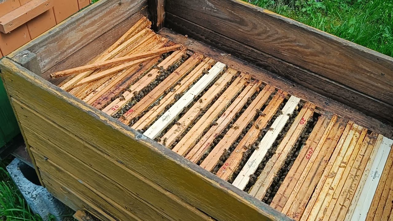 Przegląd ula leżaka- 15 ramek z czerwiem u buckfasta a ile miodu? dokładam nadstawki
