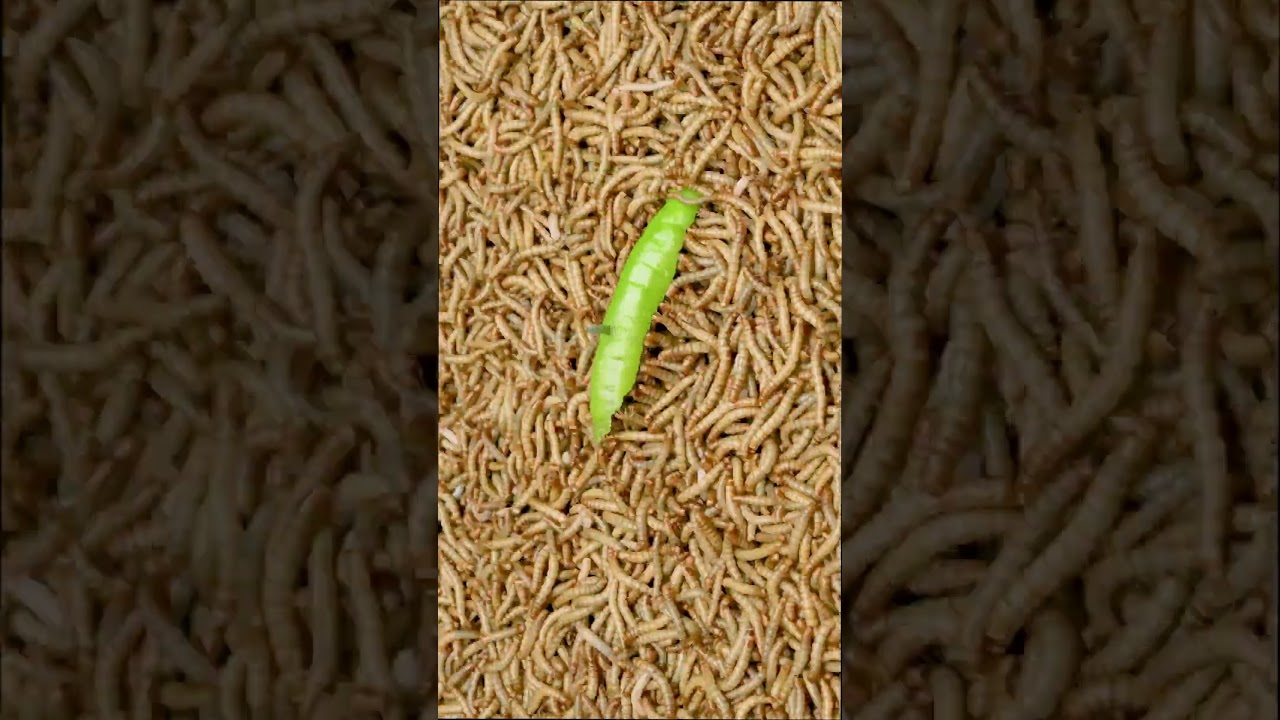Timelapse 50 000 mealworms vs   A Green pepper short