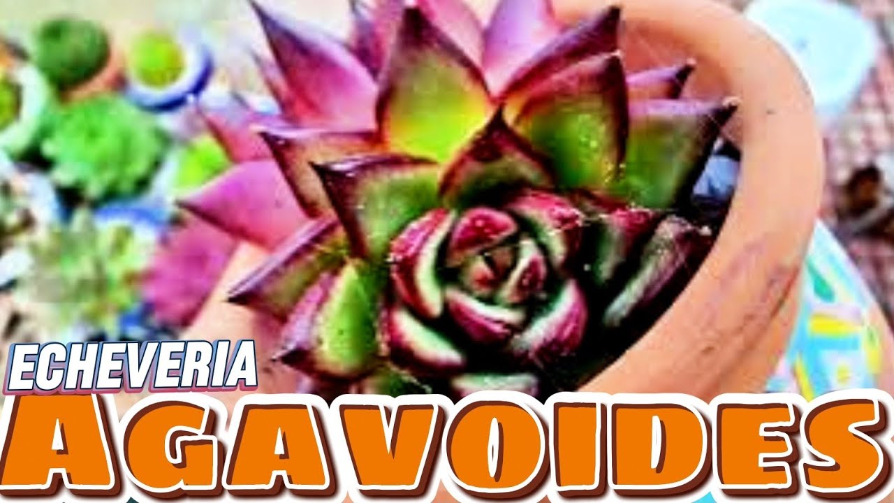 TODA mi colección de AGAVOIDES #suculentas #agavoides #plantas #jardin #echeveria