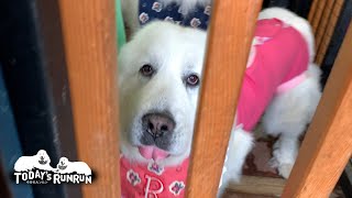 迷惑そうなアランにお構いなしに絡んでいくルンルンです　Great Pyrenees　グレートピレニーズ