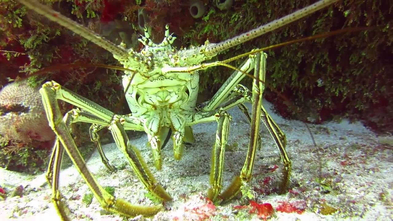 Aquarius Scuba - Cozumel 2013
