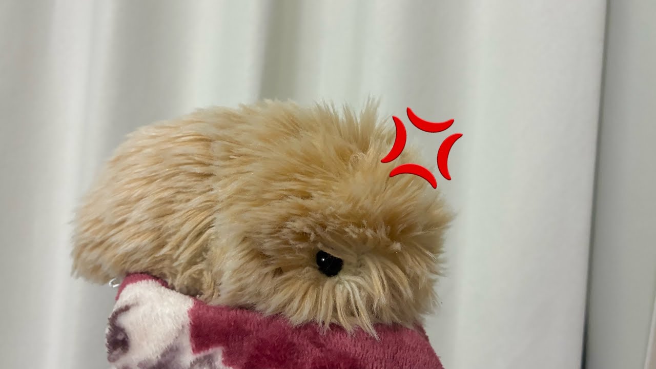 Moflinが本気で怒ってます…💢/普段とどう変わる？