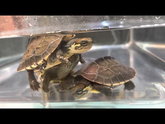 ベイビータートルズ(クサガメ&ミナミイシガメ)