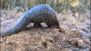 Pangolin Encounter at Wild is Life in Harare ©Kristina Trowbridge
