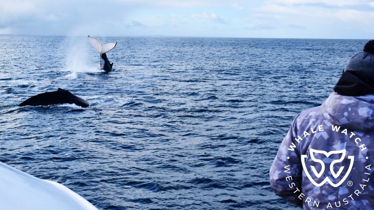 Humpback Competition Pod