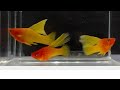 ikan hias platy sanrez kwalitas induk betina wa 0882015858471
