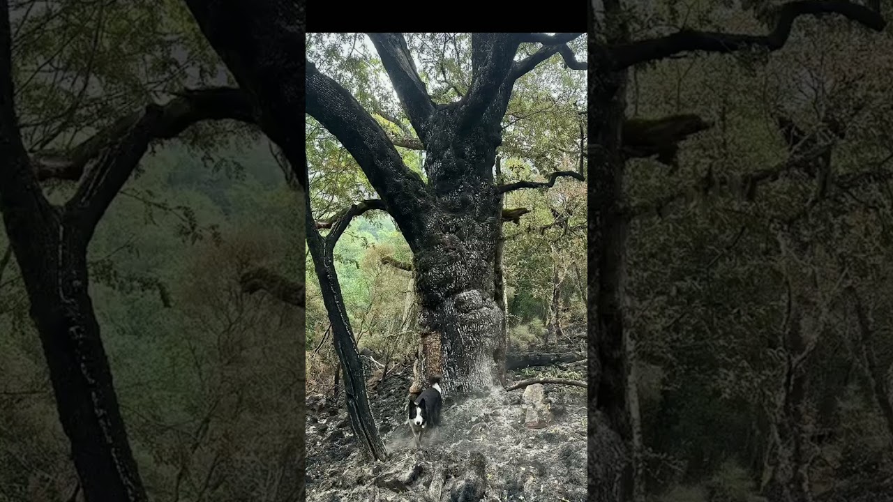 Casaio e Teixedal. bosque más antiguo de Europa 😞 el que no ardía, según Rueda.#lumenuncamais