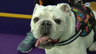 Watch Rudy the Bulldog crush the 2019 WKC Masters Agility course | FOX SPORTS اسرع واذكى كلب في