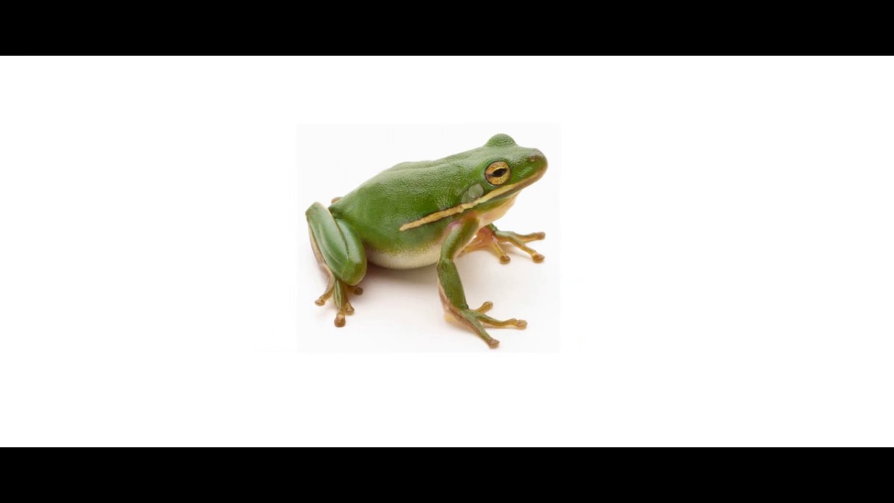 A-Z Animals (My Favorite) A-I