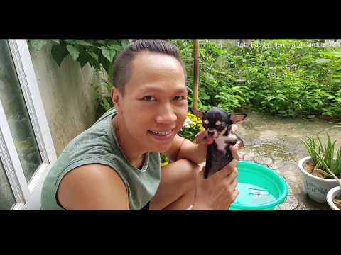 Video: Cách Tắm Cho Chihuahua