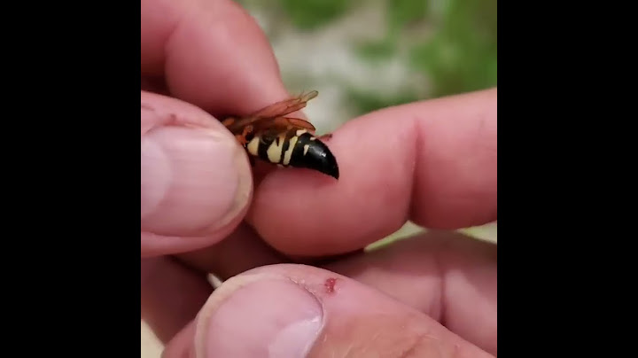 Male Bees, Wasps, Ants and Hornets Cannot Sting You!!