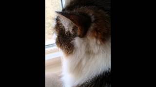 Cat Funny Stuffed Nose Resimi