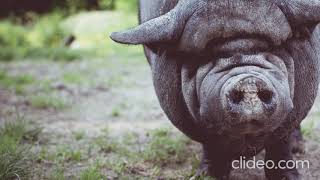 [Scary Pig Growl] Sound Effect @soundfxguru470