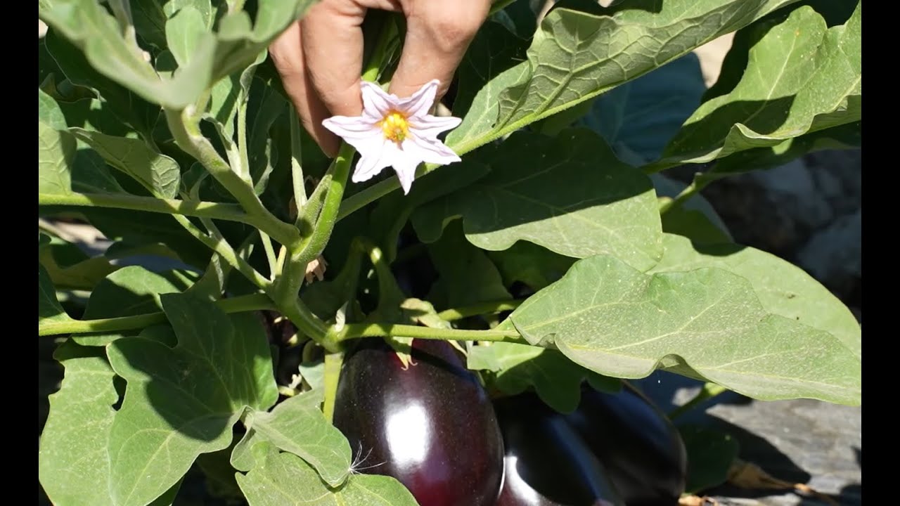 Qual è La Strategia Di Difesa Dell'istrice