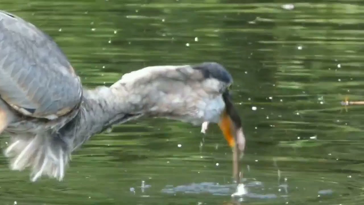 Great Blue Heron In Central Park New York Filmed Eating A Rat