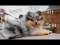 12 Week Old Pomeranian Puppy Showing Off 6 Tricks!