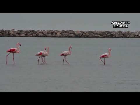 ΦΛΑΜΙΝΓΚΟ ΝΑΥΠΛΙΟ 16/11/2018