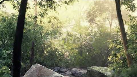 Fog in the Mysterious Rainforest | Motion Graphics - Envato elements