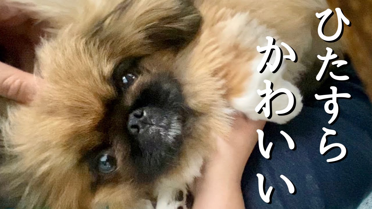かわいい犬 遊ぶ 甘える犬がひたすらかわいい ペキニーズのちょび 犬と暮らす まるで子犬 Youtube