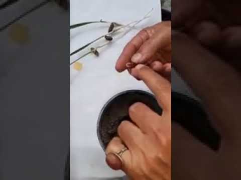 طريقة زراعة نوى التمر لجعل النخله انثى او ذكر