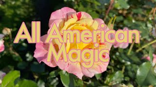 🌹 All American Magic Rose