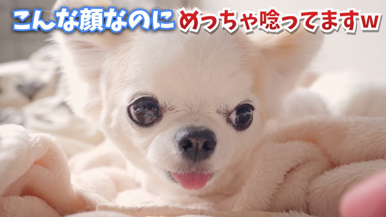 表情一つ変えずに唸りをあげる 笑いながら怒る竹中直人みたいな犬ですｗ Youtube