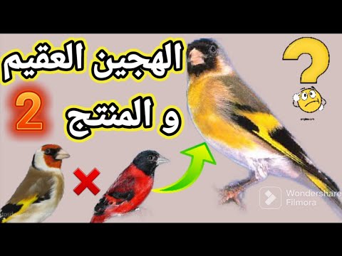 عقم و خصوبة أنواع من الهجين تعرف عليها بعض الطيور المغردة شبيهة بالحسون لكنها عقيمة سبحان الله