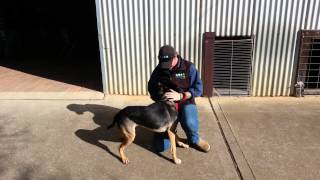 Buster at Calmsley Hill City Farm by Australian Working Dog Rescue 973 views 9 years ago 32 seconds