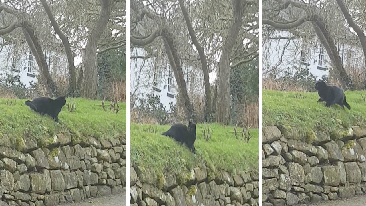 Cat Reacts To Bruce Lee's Ghost