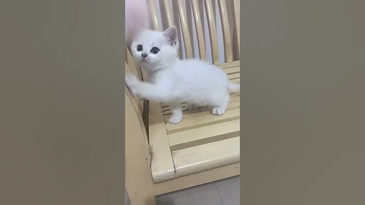 Watch the video about So cute cat baby 😻 video #shorts #viral