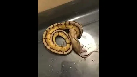 Feeding time for Queenie the snake!