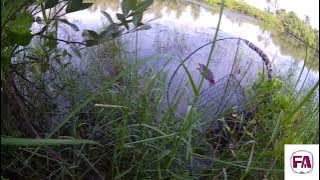 Bay chim trich re moi 2023