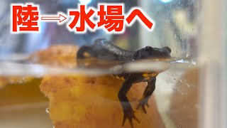 アマミシリケンイモリの飼育環境を変えました/Cynops ensicauda ensicauda